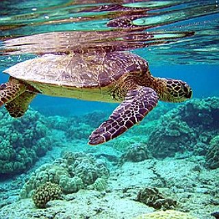 BucketList + See A Sea Turtle