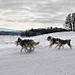 BucketList + Go Dogsledding = ✓