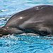 BucketList + Swim With The Dolphins! = ✓