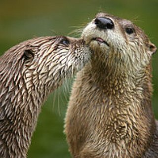 BucketList + Play With Otters.