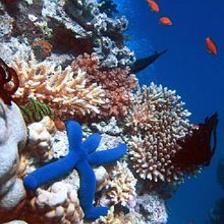 BucketList + Go Scuba Diving In The Geart Barrier Reef