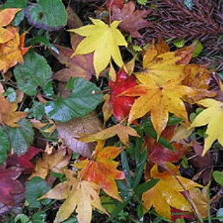 BucketList + Roll In A Huge Pile Of Leaves