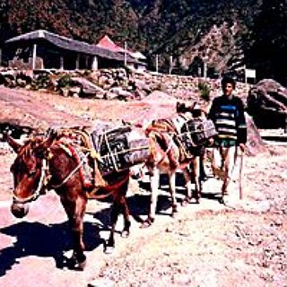 BucketList + Ride A Mule