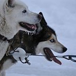 BucketList + Dog Sledding