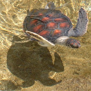 BucketList + Swim With A Sea Turtle