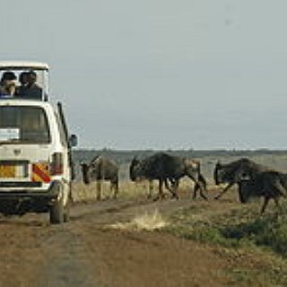 BucketList + Go On A Safari In Kenya