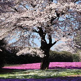 BucketList + See The Cherry Blossoms In Japan