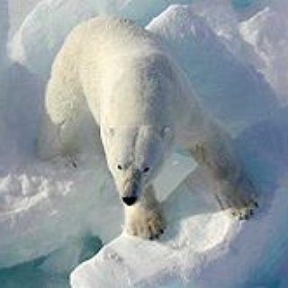 BucketList + See A Polar Bear In Nature Not A Zoo