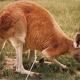 BucketList + See A Live Kangaroo, In Australia