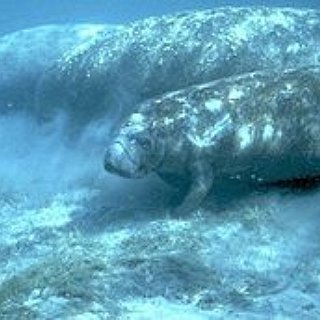 BucketList + Tickle A Manatee