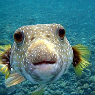 BucketList + Try Blowfish.