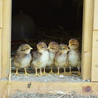 BucketList + Raise Chickens.