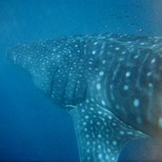 BucketList + Dive With A Whale Shark