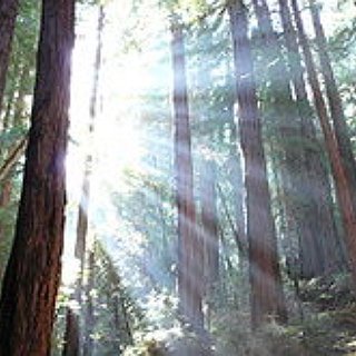 BucketList + Go To Redwood National Forest