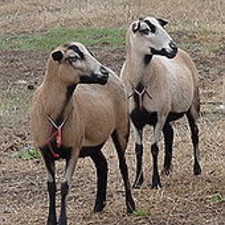 BucketList + Shear A Sheep