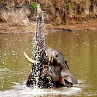 BucketList + Ride An Elephant In India