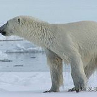 BucketList + See A Polar Bear In The Wild