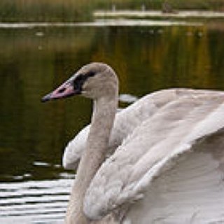 BucketList + Eat A Swan 