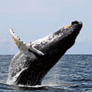 BucketList + See Whales In Their Natural Habitat