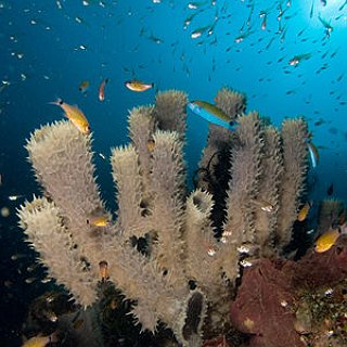 BucketList + Scuba Dive At The Great Barrier Reef