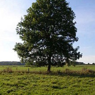 BucketList + Carve My Name And My Crush's Into A Tree 