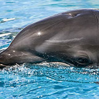 BucketList + Kiss A Dolphin
