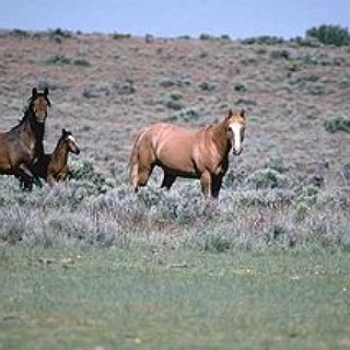 BucketList + I Want To Ride A Horse.