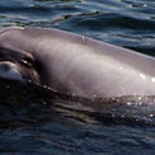 BucketList + Swim With A Dolphin
