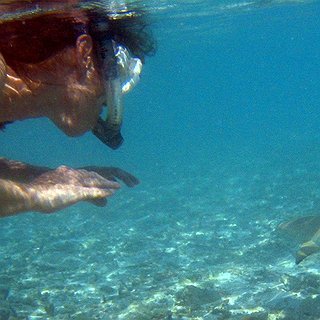 BucketList + Swim With Sharks (In A Shark Cage)