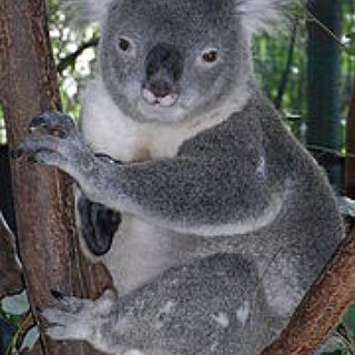 BucketList + Cuddle A Koala Bear In Australia 