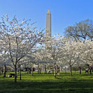 BucketList + Go To Washington Dc During Cherry Blossom Time