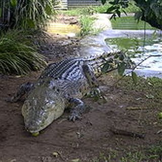 BucketList + Cage Dive With Crocodiles In Darwin, Australia