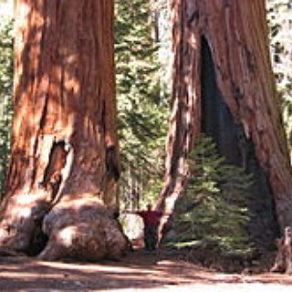 BucketList + See The Giant Sequoias