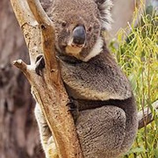 BucketList + Hold A Koala