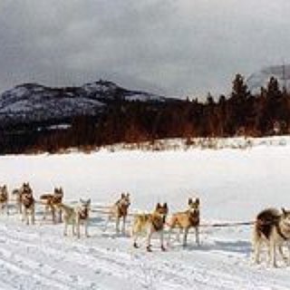 BucketList + Go Dog Sledding In Scandinavia