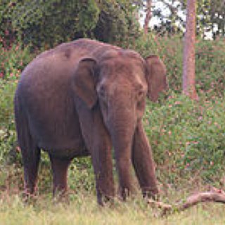 BucketList + Ride An Elephant