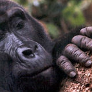 BucketList + See The Mountain Gorillas In Rwanda Or Uganda