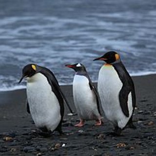 BucketList + Feed And Pet A Penguin