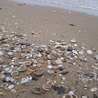 BucketList + Collect Sea Shells On The Beach