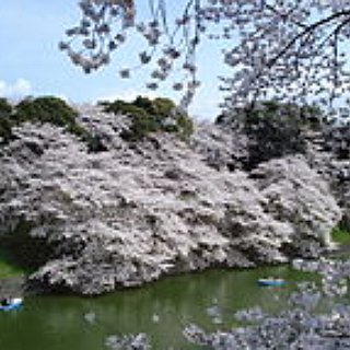 BucketList + See The Cherry Blossoms Blooming In Japan