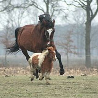 BucketList + Learn To Ride A Horse