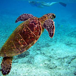 BucketList + Swim With Turtles, Whales, Dolphins