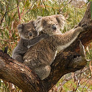 BucketList + See A Koala Bear