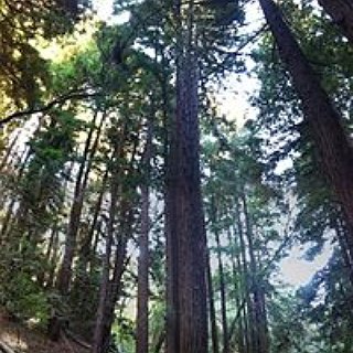 BucketList + Hike In The Redwoods