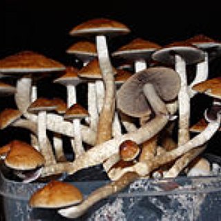 BucketList + Try Magic Mushrooms