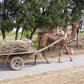 BucketList + Ride A Camel And An Elephant