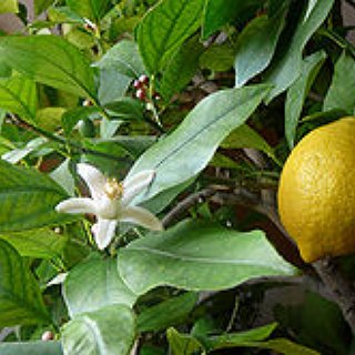 BucketList + Grow My Own Lemons And Limes