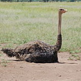 BucketList + Ride An Ostrich