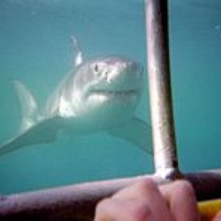 BucketList + Cage Dive With Great Whites