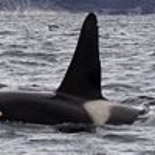 BucketList + See An Orca Whale In The Ocean